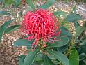 Waratah Shady Lady 